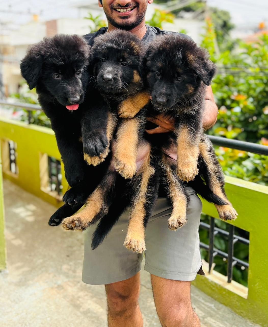 Rottweiler puppies held up together